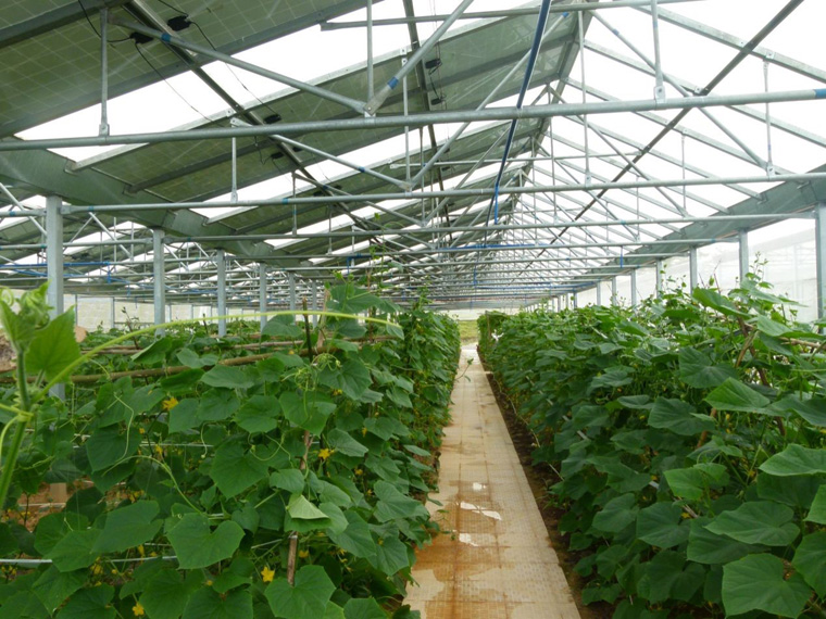 光伏農(nóng)業(yè)大棚前景怎么樣，怎樣有效利用光伏農(nóng)業(yè)大棚